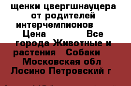 щенки цвергшнауцера от родителей интерчемпионов,   › Цена ­ 35 000 - Все города Животные и растения » Собаки   . Московская обл.,Лосино-Петровский г.